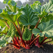 Lush 'Timperley Early' rhubarb with large, textured leaves & vibrant red stalks in rich, dark soil under natural sunlight.